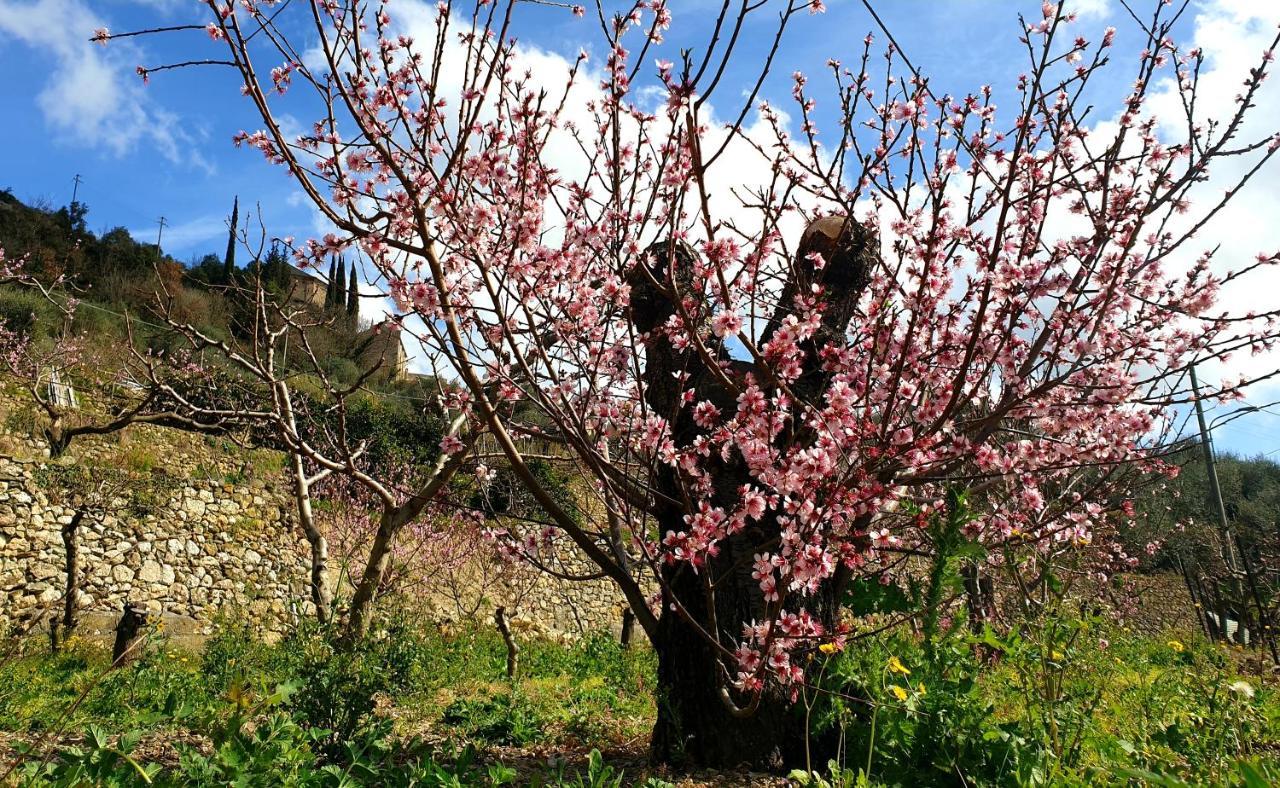 Agriturismo Alveare 菲纳莱利古雷 外观 照片
